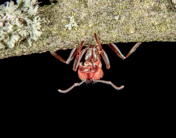 Ant heeft goede grip — Stockfoto