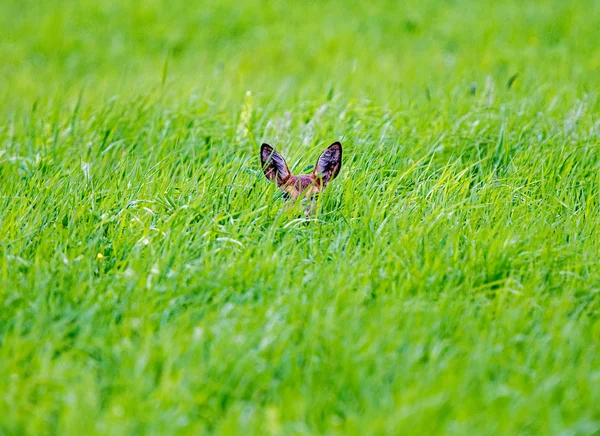 Hiding in the Grass — Stock Photo, Image