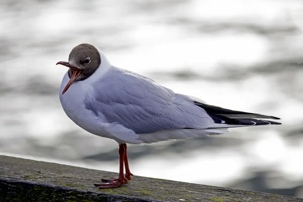 Gaivota de cabeça preta — Fotografia de Stock