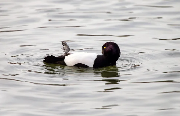 Canard touffu — Photo