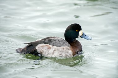 büyük scaup