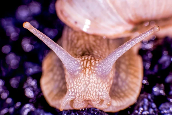 Vinrött snigel — Stockfoto