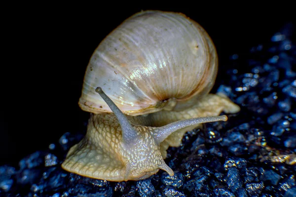 Vinrött snigel — Stockfoto