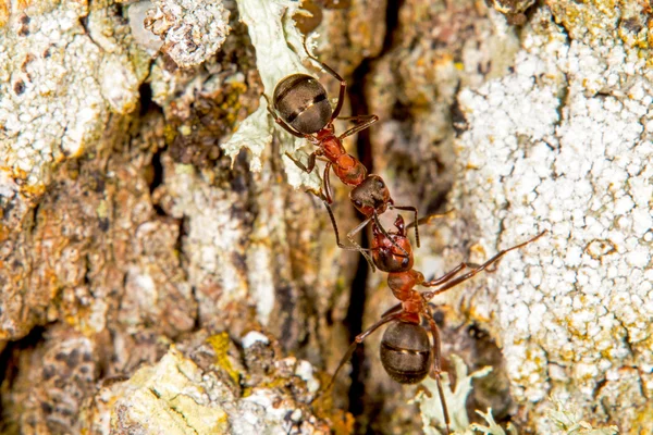 Rode hout mieren — Stockfoto