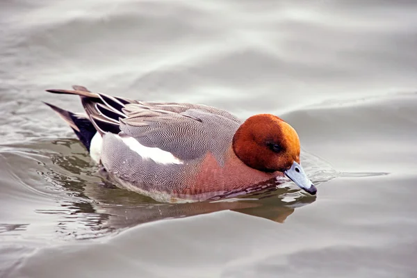 Wigeon zwyczajny — Zdjęcie stockowe