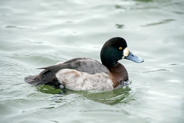 Un mayor scaup — Foto de Stock