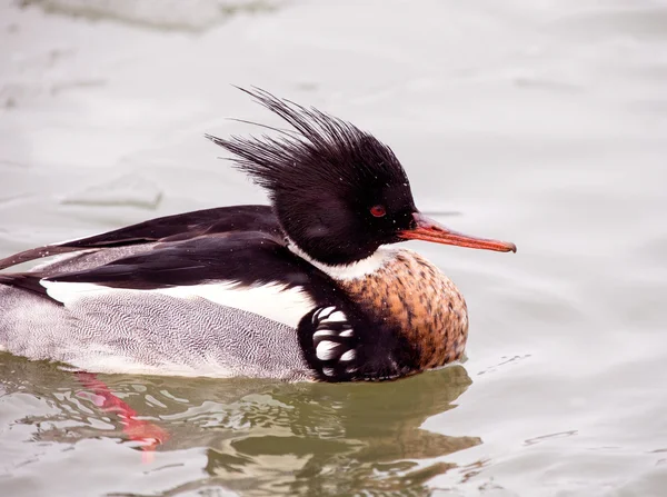 Red-breasted merganser — Stock Photo, Image