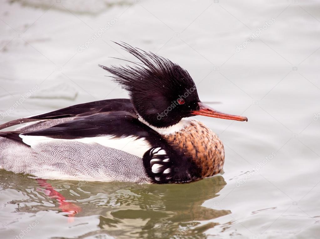 Red-breasted merganser