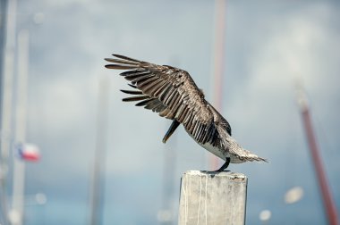 tekrar et