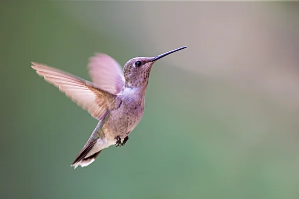 Kolibri — Stockfoto