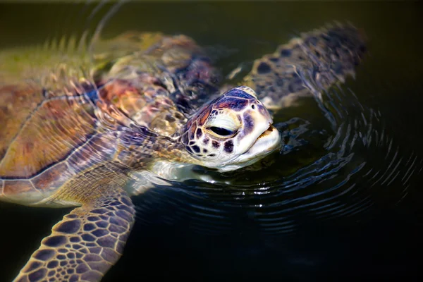 Green sea turtle Royalty Free Stock Photos