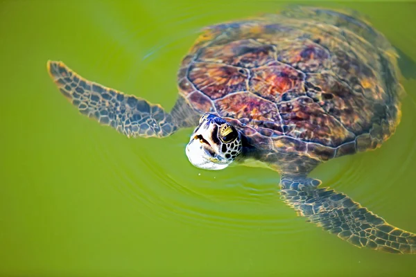 Zelená mořská želva — Stock fotografie