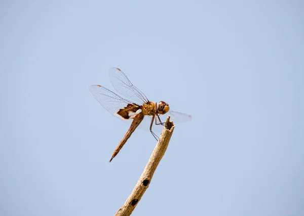 Libelle — Stockfoto