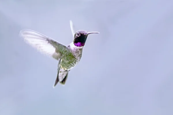 Hummingbird nero-chinned — Foto Stock