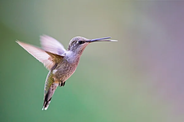 Schwarzkinn-Kolibri — Stockfoto