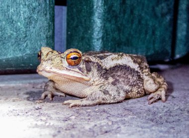 Texas Toad clipart