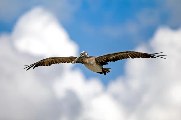 สีน้ําตาล Pelican — ภาพถ่ายสต็อก