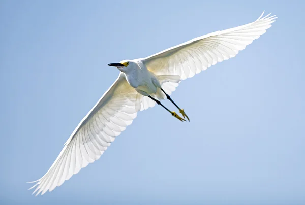 Snowy egret — Stock Photo, Image