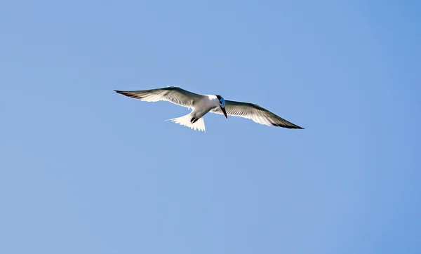 Caspian Tern — Stock Photo, Image