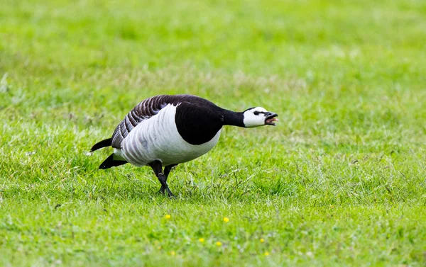 Barnacle Goose — Stock Photo, Image