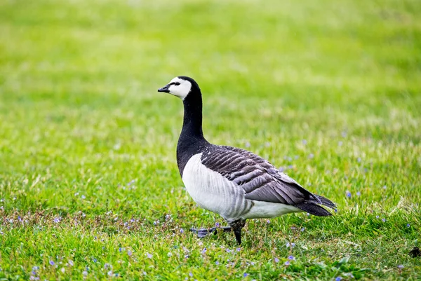 Barnacle Goose — Stock Photo, Image