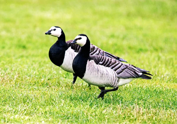Barnacle Goose — Stock Photo, Image