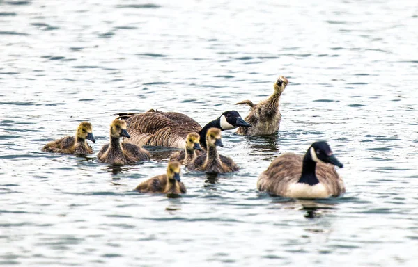 Canada goose — Stock fotografie