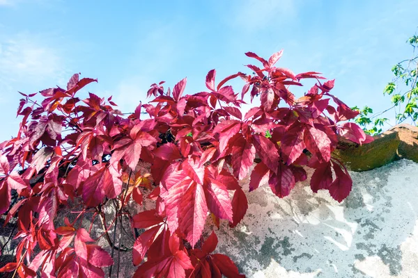 Engelska ivy — Stockfoto