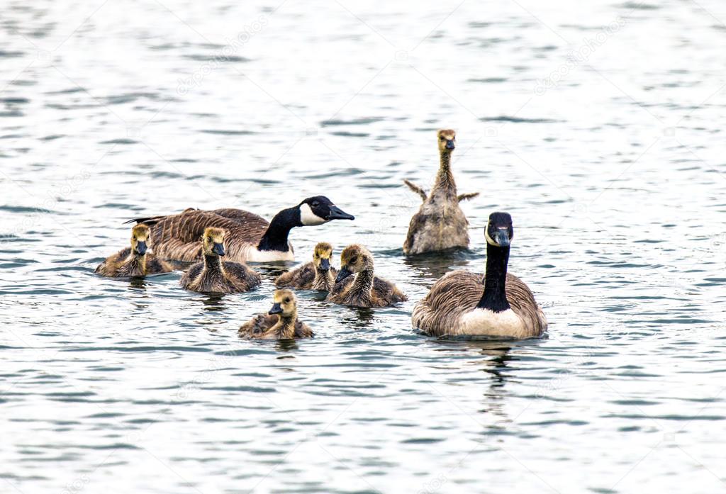 Canada goose