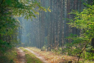 Sabah güneşinin ışınları ormanda siste dağılır.