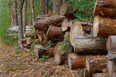 Kesik odunlar ormanda yatıyor.