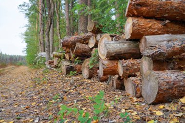 Kesik odunlar ormanda yatıyor.