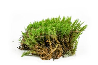 Beyaz arkaplanda ladin yosunu.