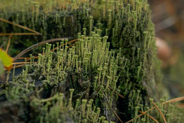 Muschio Verde Con Spore Sul Ceppo Fioritura Muschio — Foto Stock