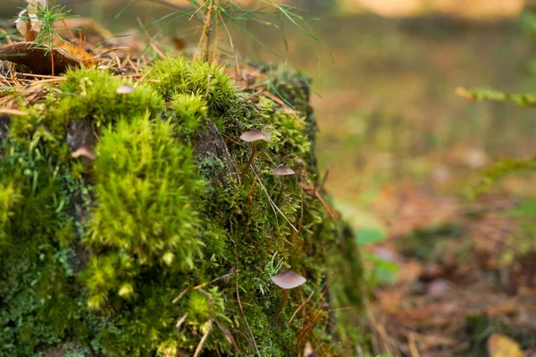 Muschio Verde Con Spore Sul Ceppo Fioritura Muschio — Foto Stock