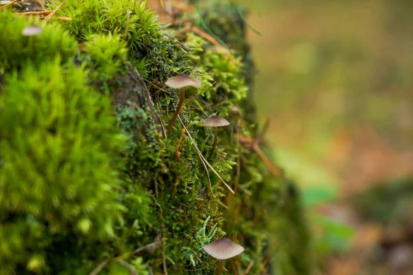 Grön Mossa Med Sporer Stubben Mossblomma — Stockfoto