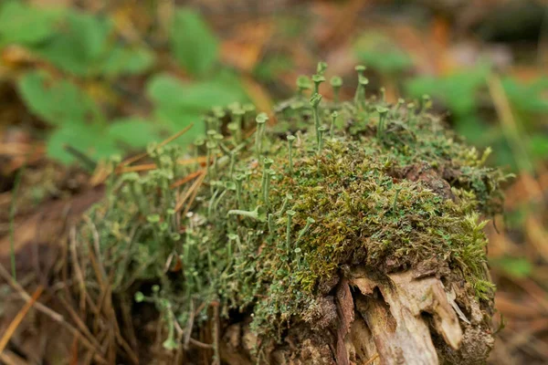 Muschio Verde Con Spore Sul Ceppo Fioritura Muschio — Foto Stock