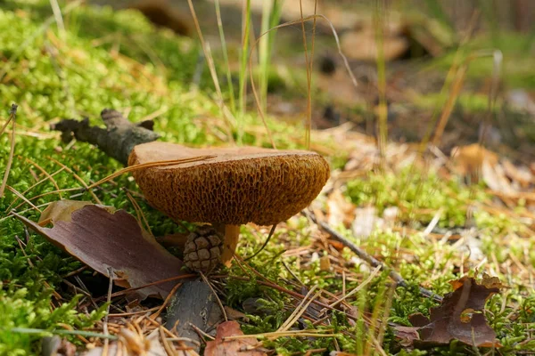 Den Bruna Svampen Har Vuxit Tät Mossa Vild Skog — Stockfoto