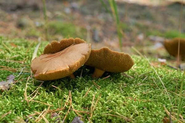 Den Bruna Svampen Har Vuxit Tät Mossa Vild Skog — Stockfoto