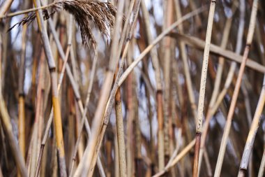 Kuru sonbahar sazlıkları. Reed dokusu