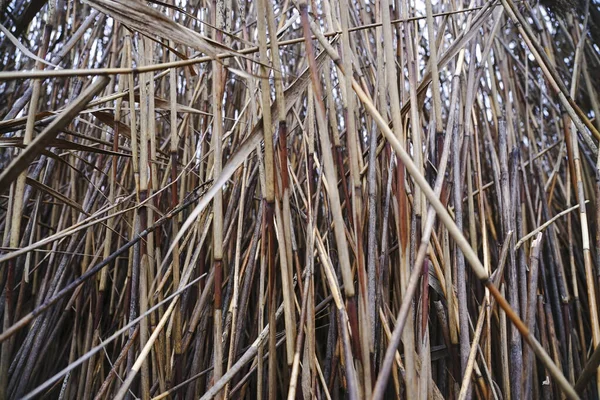 Dry Autumn Reeds Reed Texture — Stock Photo, Image