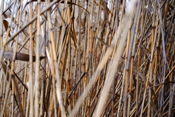 Palhetas Secas Outono Textura Reed — Fotografia de Stock