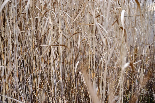 Kuru Sonbahar Sazlıkları Reed Dokusu — Stok fotoğraf