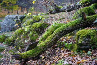 Ormandaki bir taşın üzerinde yosunla kaplanmış bir ağaç var.