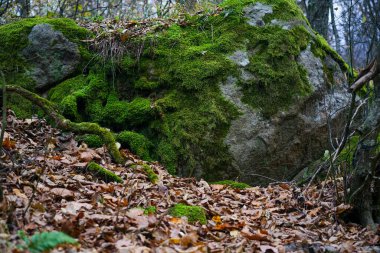 Ağaçların arasında yosunlarla kaplanmış büyük bir taş var. Taş ve yosun dokusu