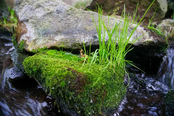 Erba Cresce Una Pietra Ricoperta Muschio Pietra Giace Nel Torrente — Foto Stock