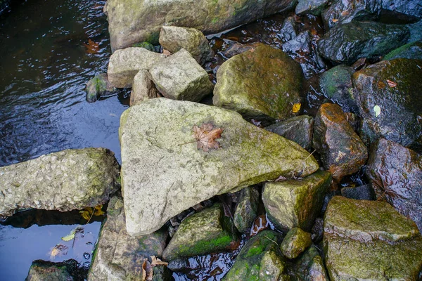 乾燥した葉は小川の真ん中の石の上にあります — ストック写真
