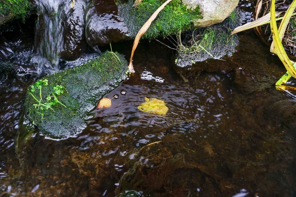 Żaba Siedząca Pod Wodą Strumieniu — Zdjęcie stockowe