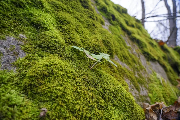 Una Grande Pietra Ricoperta Muschio Giace Tra Gli Alberi Pietra — Foto Stock