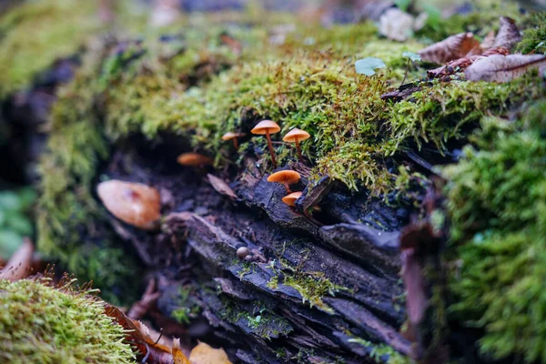 Piccoli Funghi Crescono Vecchio Tronco Tronco Ricoperto Muschio — Foto Stock